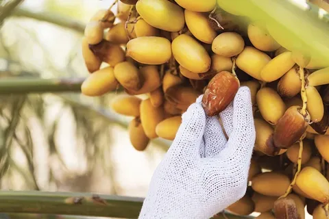تصویر 2 از قیمت خرید خرما خاصویی مشکین یک کیلویی + فروش ویژه